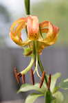 Carolina lily